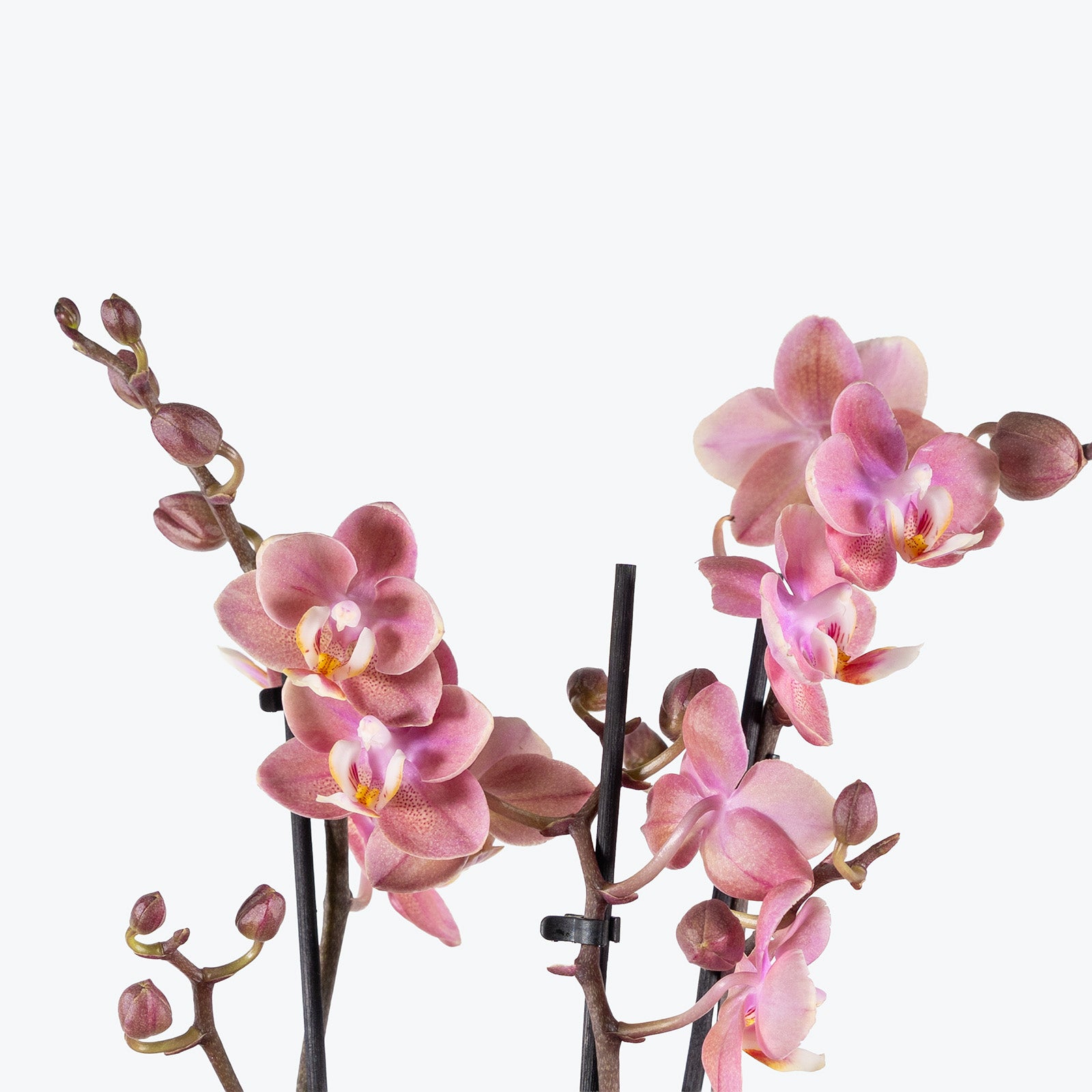 Mini Phalaenopsis Orchid | Care Guide and Pro Tips - Delivery from Toronto across Canada - JOMO Studio