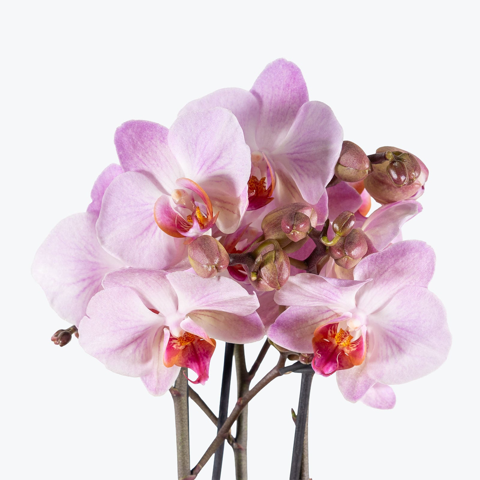 Mini Phalaenopsis Orchid | Care Guide and Pro Tips - Delivery from Toronto across Canada - JOMO Studio