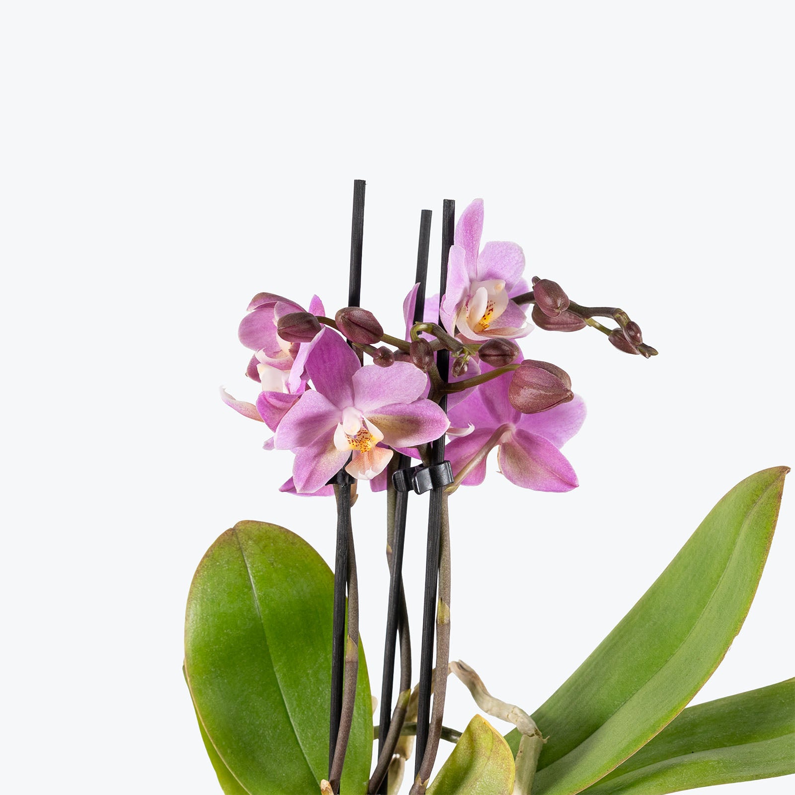 Mini Phalaenopsis Orchid