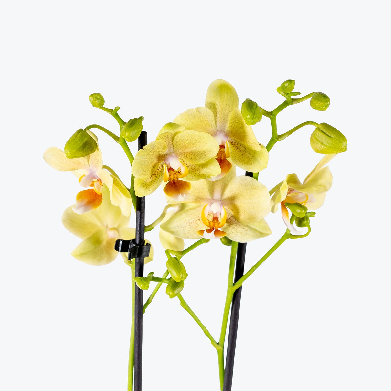 Mini Phalaenopsis Orchid | Care Guide and Pro Tips - Delivery from Toronto across Canada - JOMO Studio