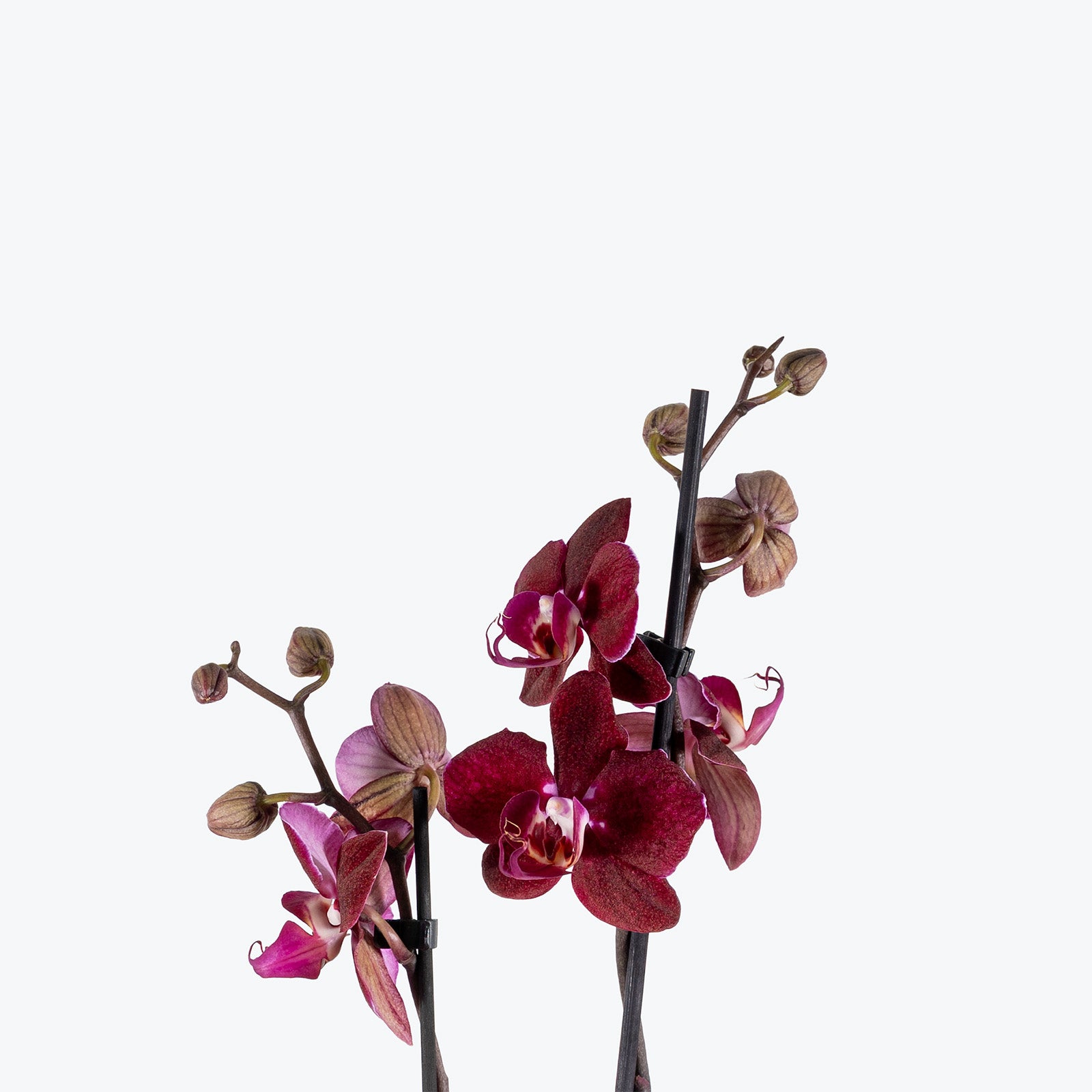 Mini Phalaenopsis Orchid