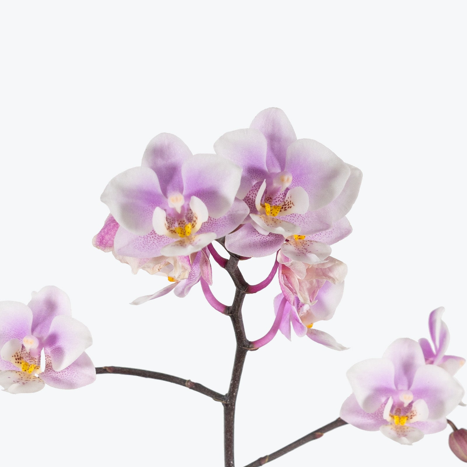 Mini Phalaenopsis Orchid