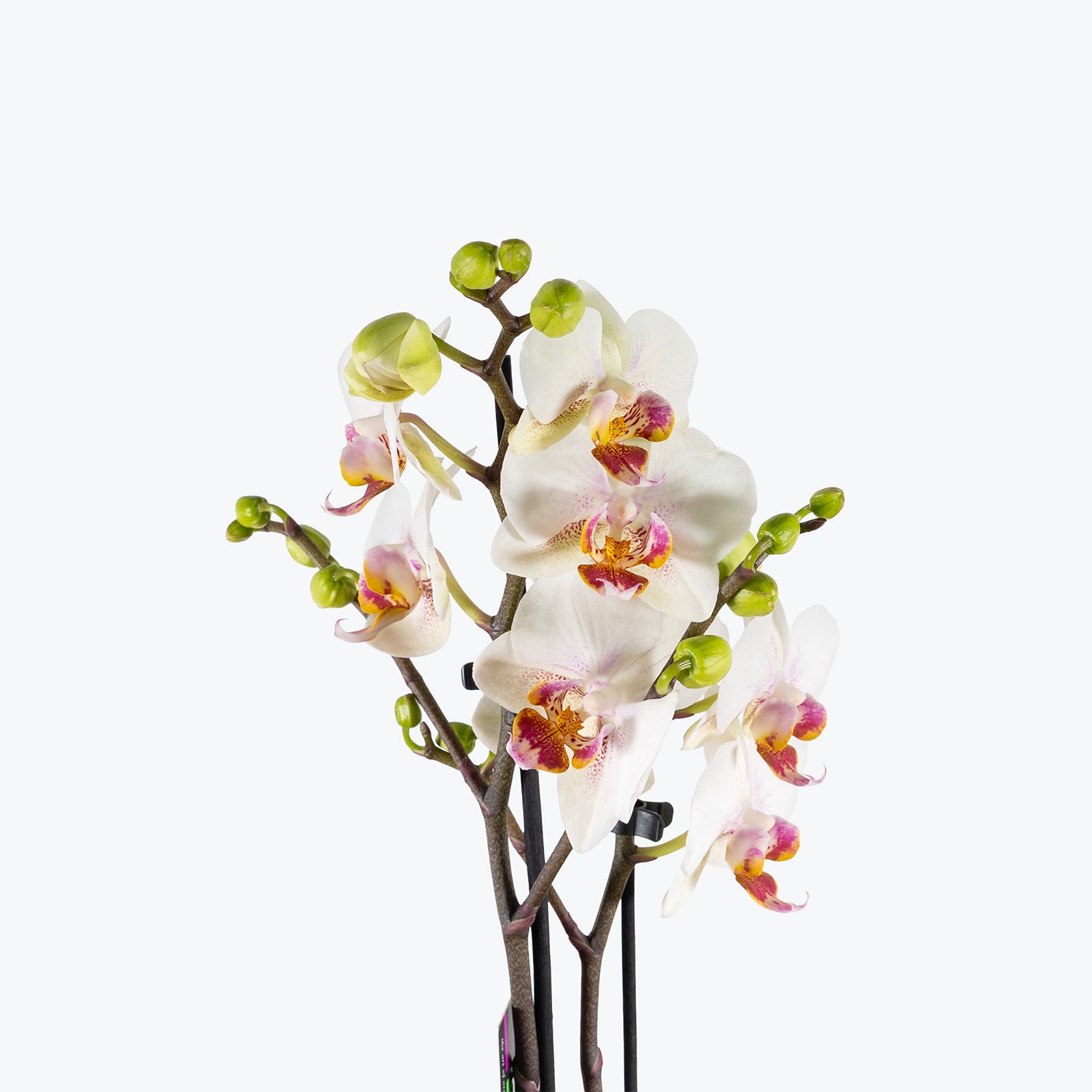 Mini Phalaenopsis Orchid