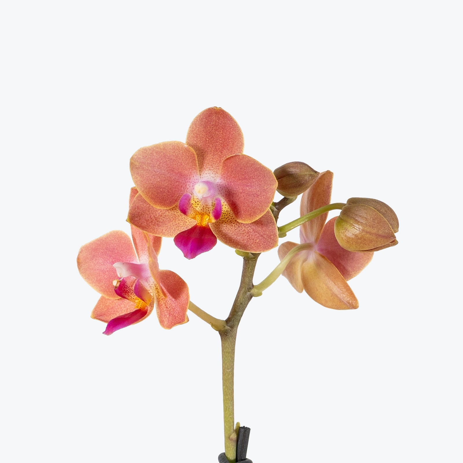 Mini Phalaenopsis Orchid | Care Guide and Pro Tips - Delivery from Toronto across Canada - JOMO Studio