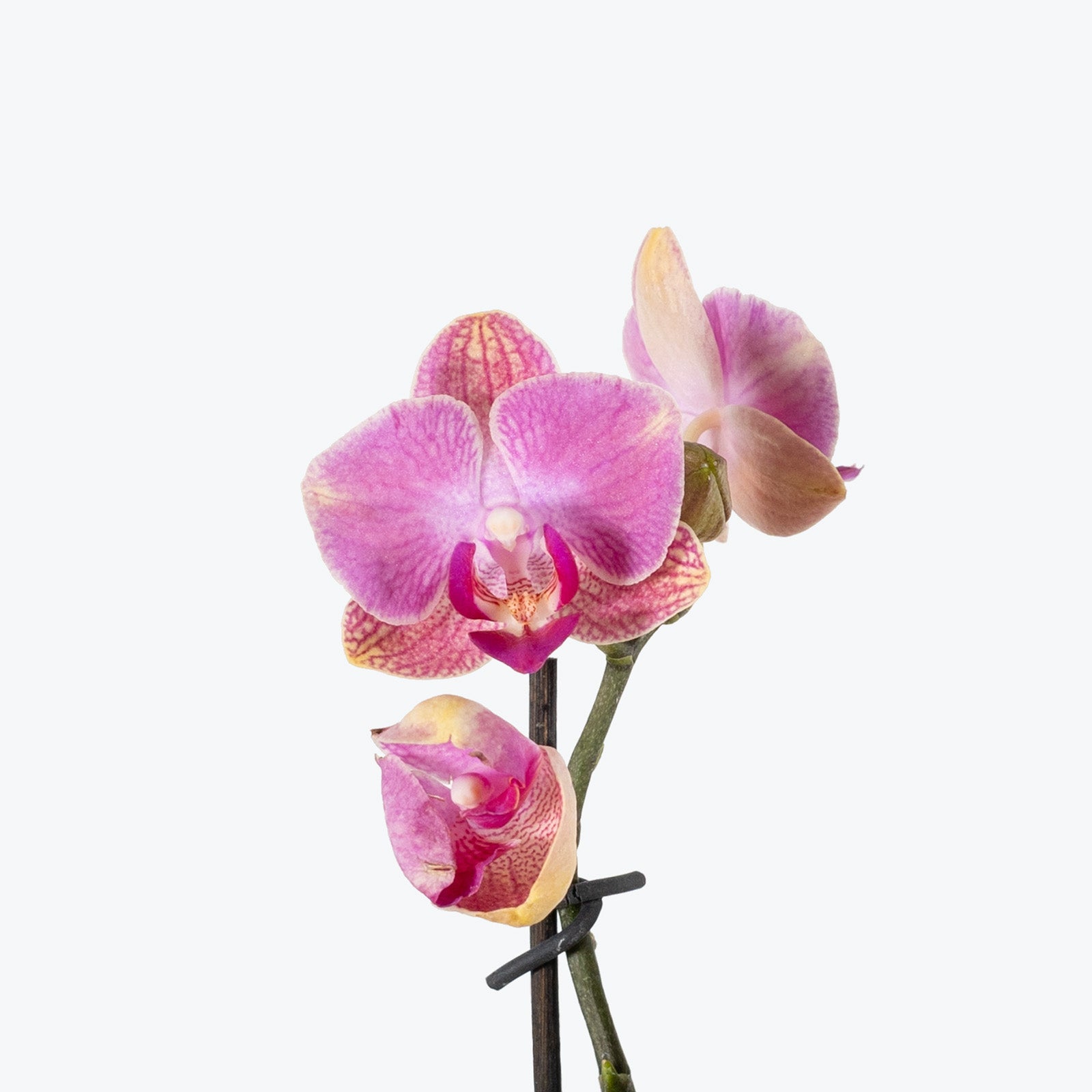 Mini Phalaenopsis Orchid | Care Guide and Pro Tips - Delivery from Toronto across Canada - JOMO Studio