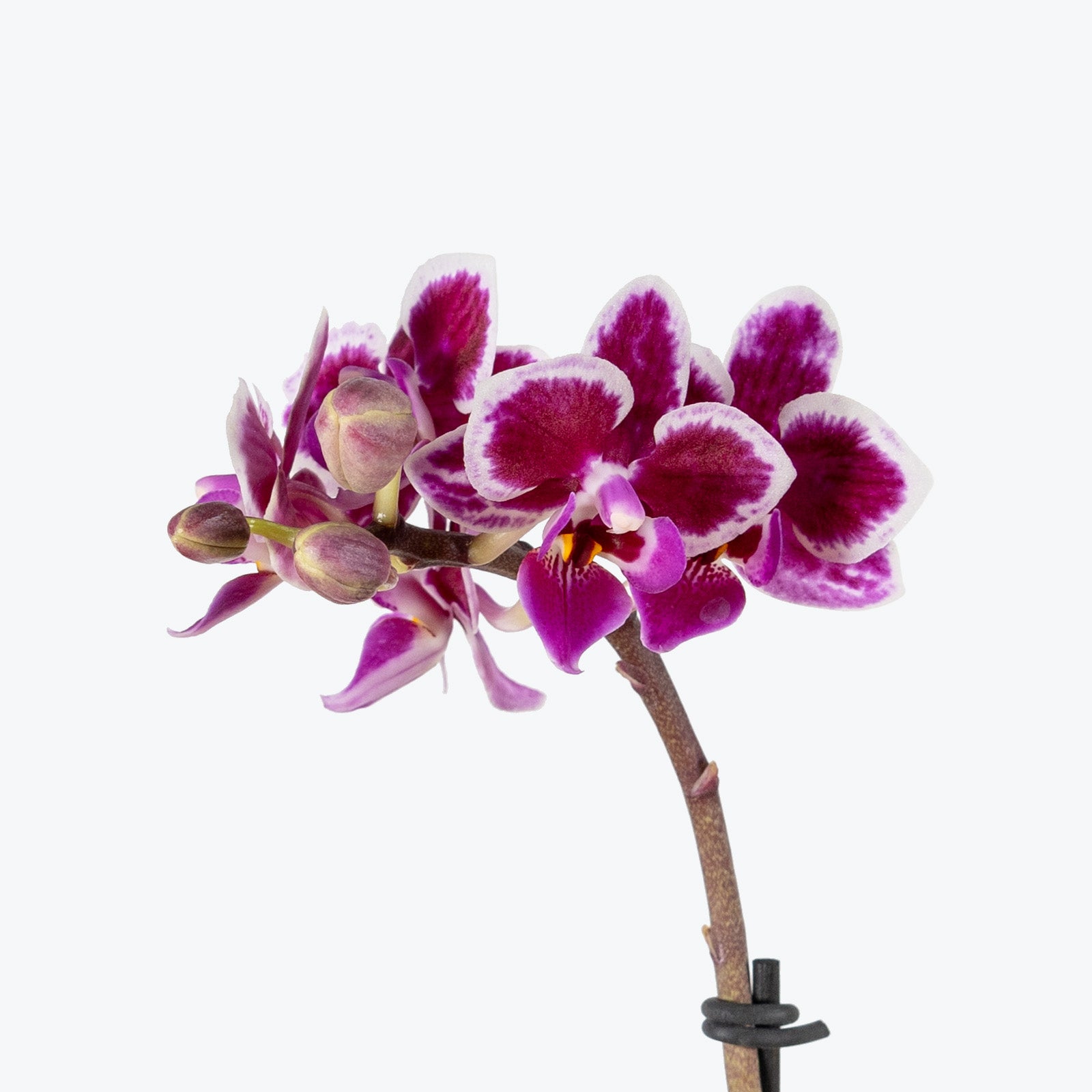 Mini Phalaenopsis Orchid | Care Guide and Pro Tips - Delivery from Toronto across Canada - JOMO Studio