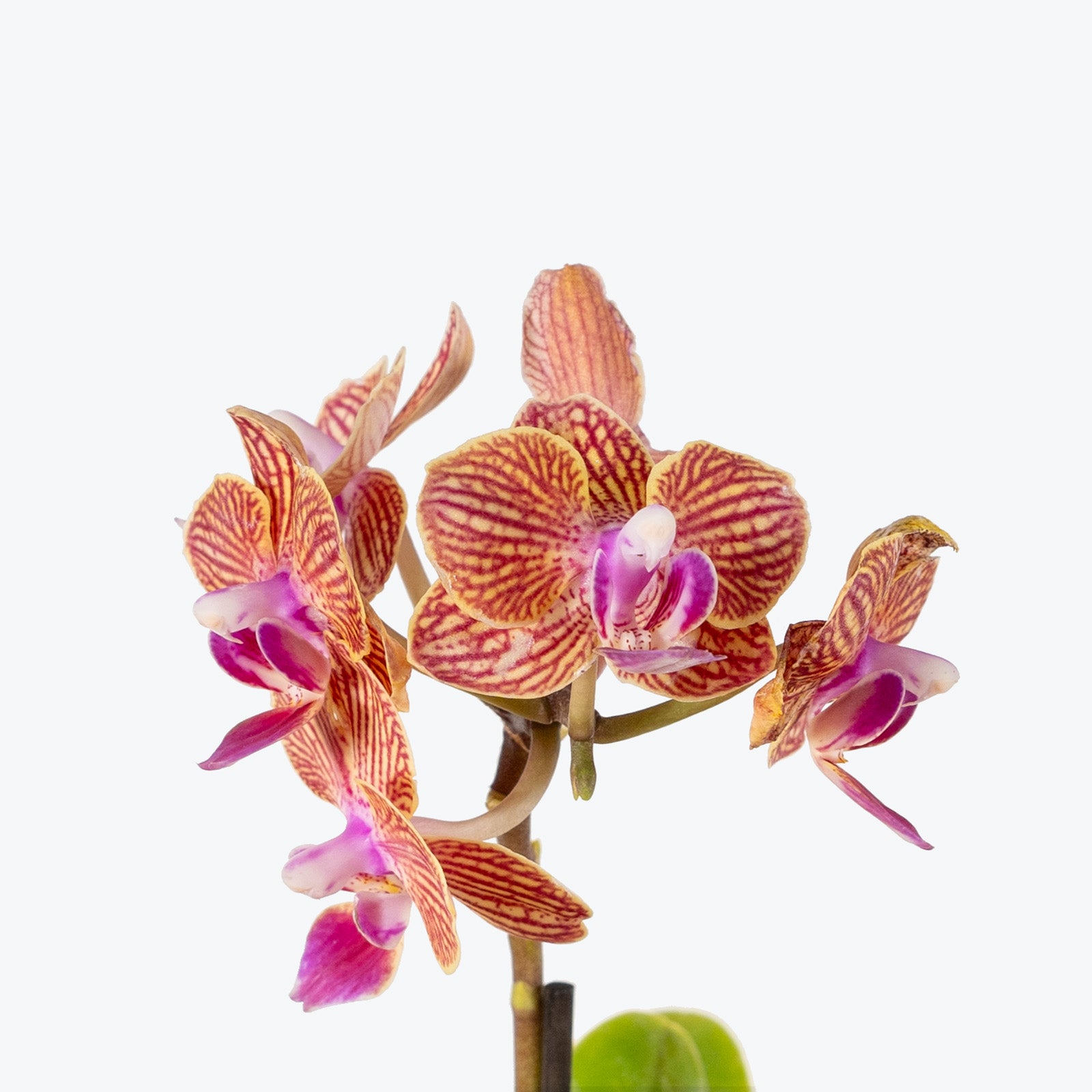 Mini Phalaenopsis Orchid | Care Guide and Pro Tips - Delivery from Toronto across Canada - JOMO Studio