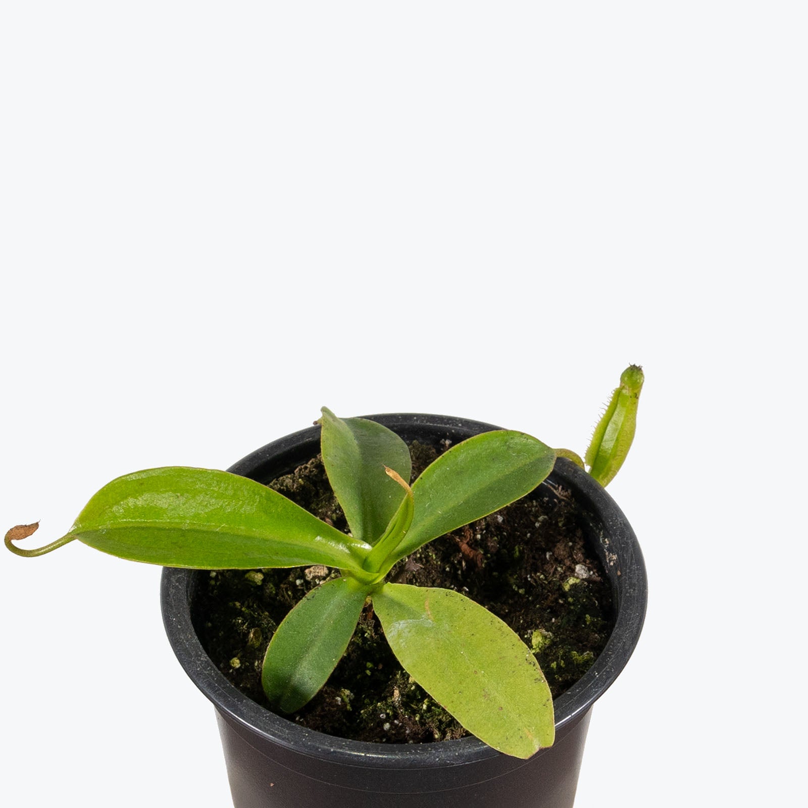 Miranda Pitcher Plant | Care Guide and Pro Tips - Delivery from Toronto across Canada - JOMO Studio