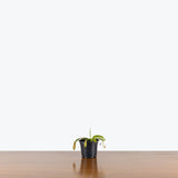 Miranda Pitcher Plant — 4" Pot