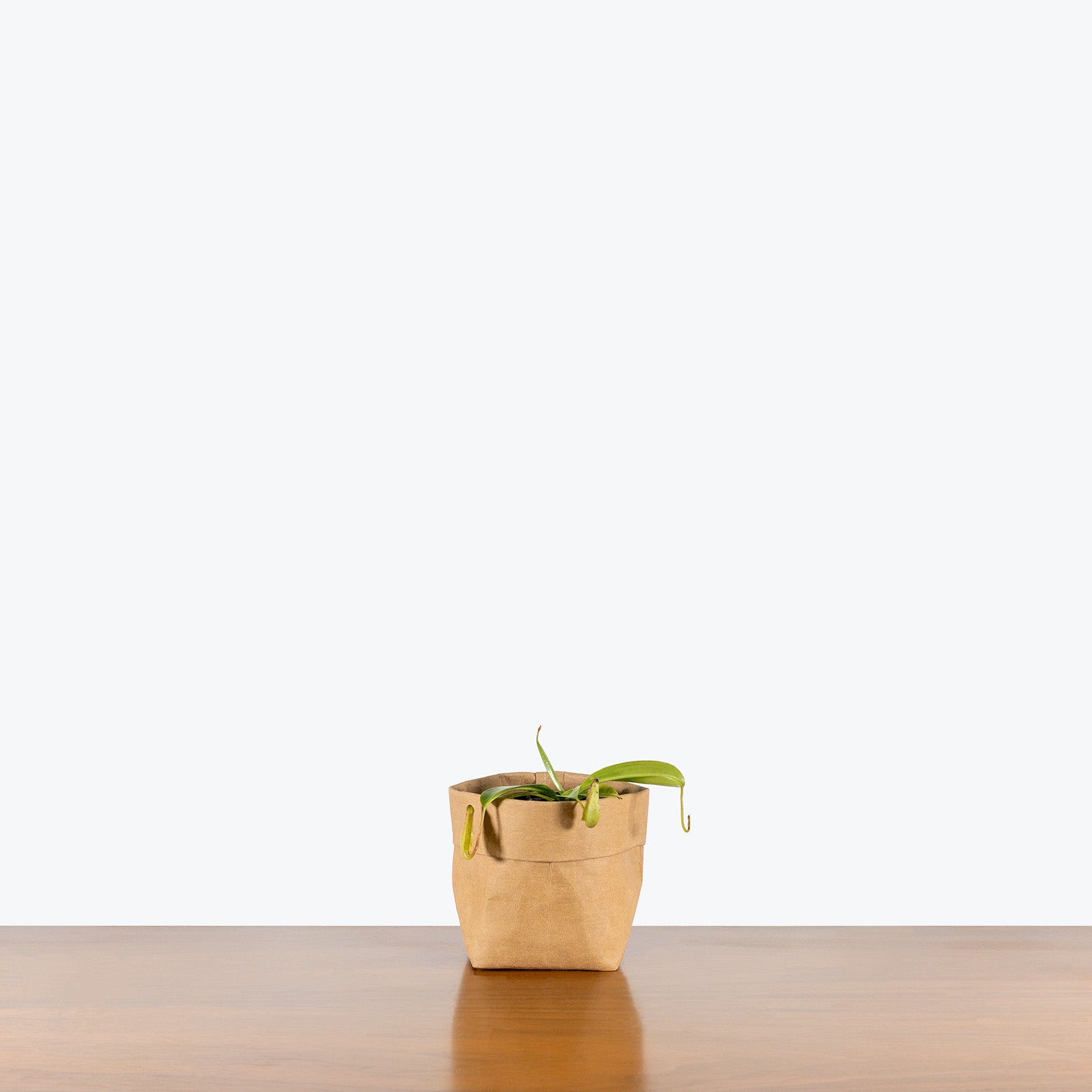 Miranda Pitcher Plant | Care Guide and Pro Tips - Delivery from Toronto across Canada - JOMO Studio