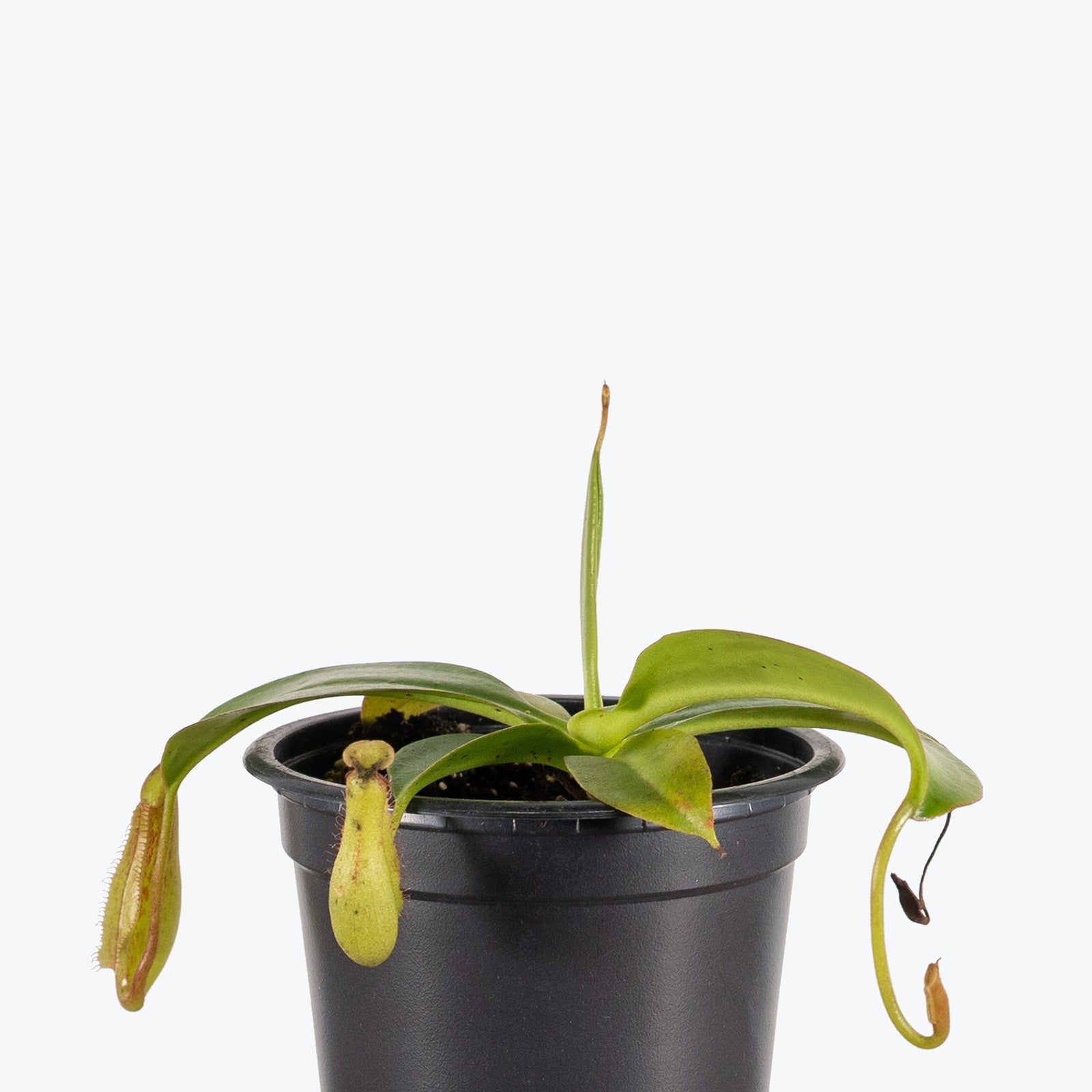 Miranda Pitcher Plant | Care Guide and Pro Tips - Delivery from Toronto across Canada - JOMO Studio