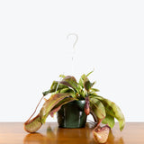 Miranda Pitcher Plant — 8" Hanging Basket (blemishes expected)