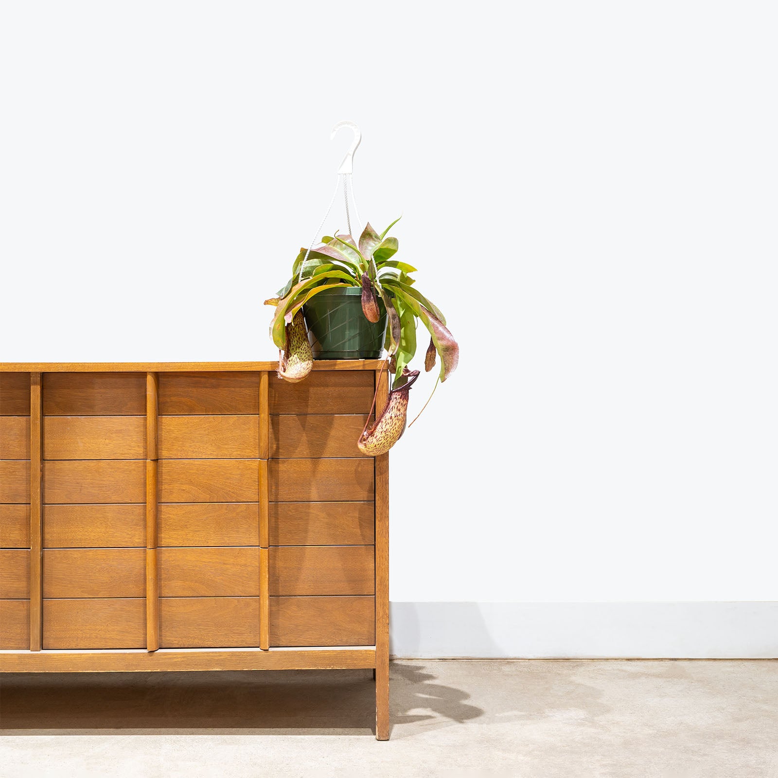 Miranda Pitcher Plant | Care Guide and Pro Tips - Delivery from Toronto across Canada - JOMO Studio