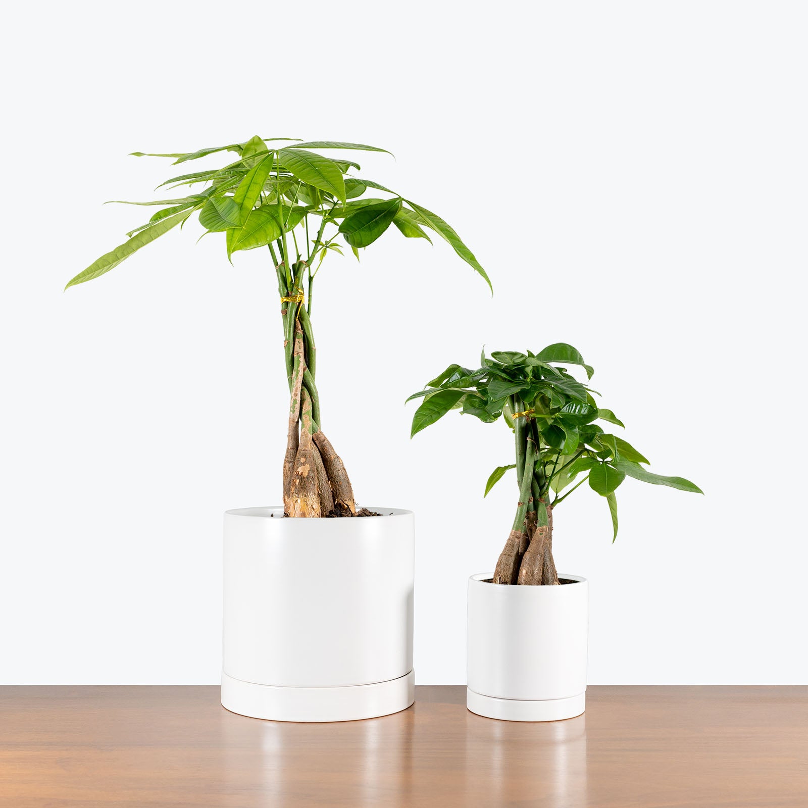 Modern Ceramic Planter with Saucer - House Plants Delivery Toronto - JOMO Studio #color_white