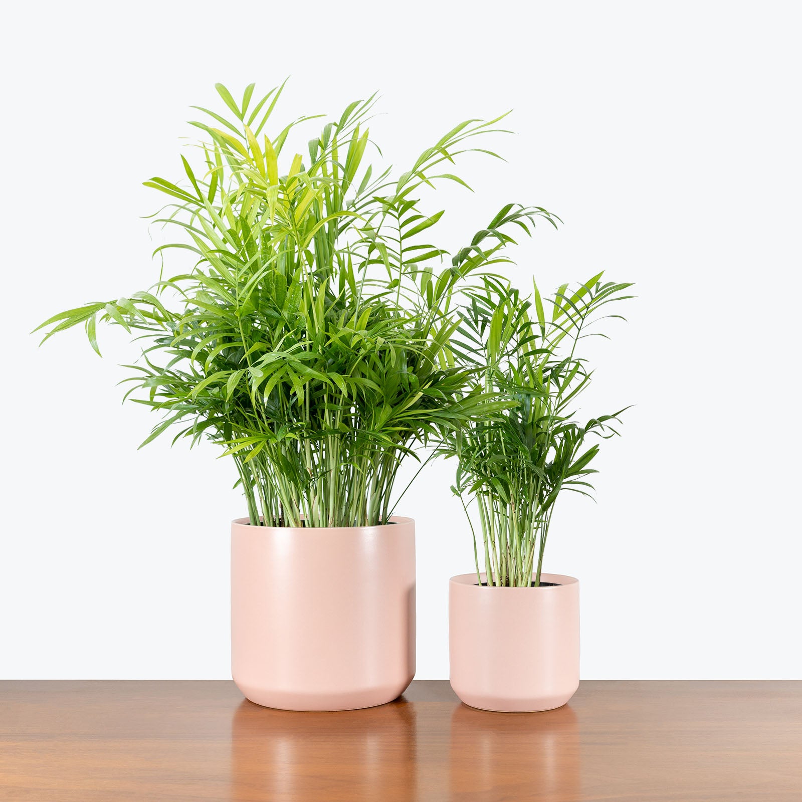 Modern Pink Ceramic Planter - House Plants Delivery Toronto - JOMO Studio