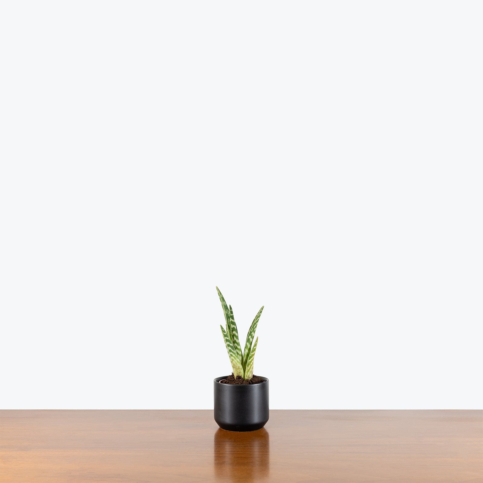 Modern Black Ceramic Planter - House Plants Delivery Toronto