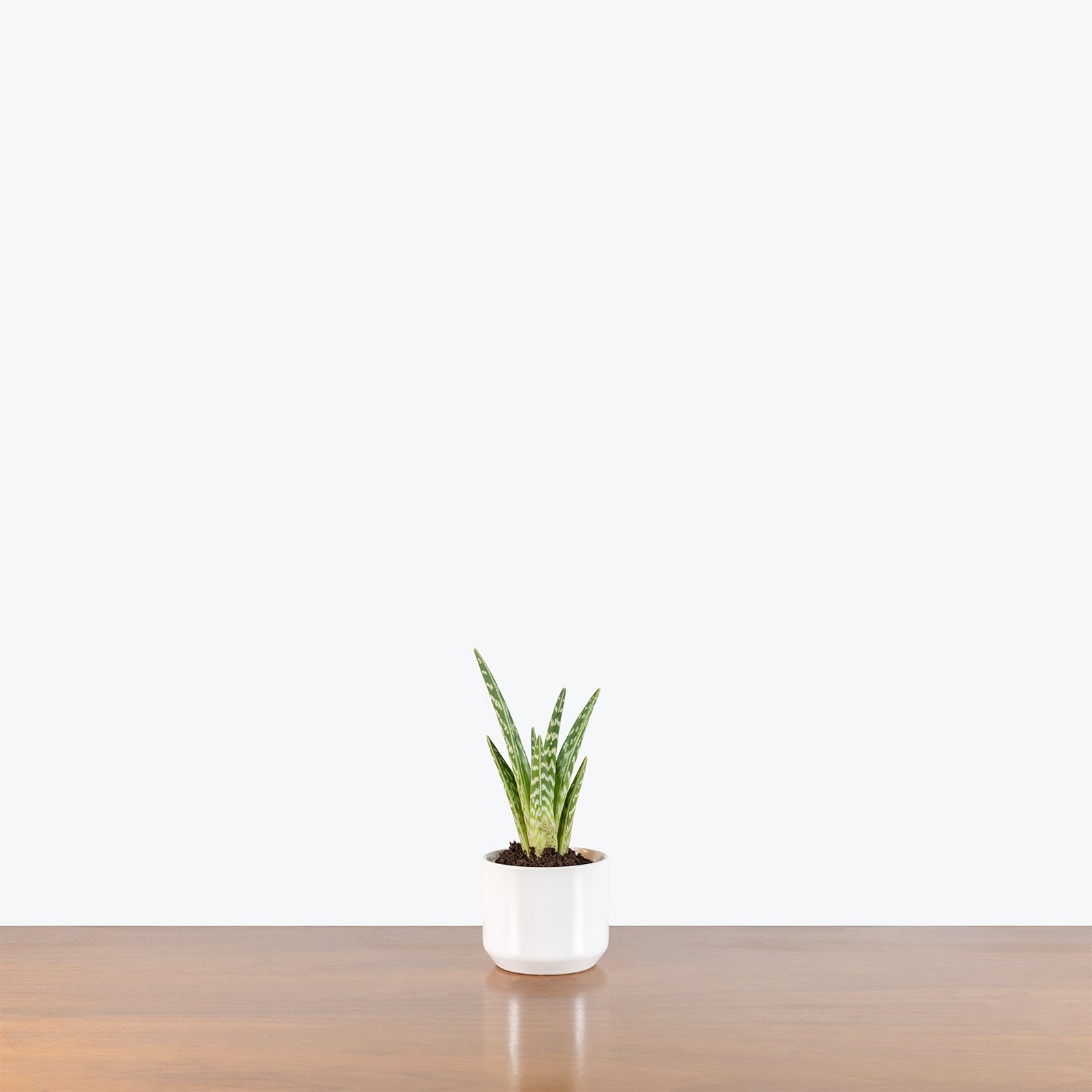 Modern White Ceramic Planter - House Plants Delivery Toronto - JOMO Studio