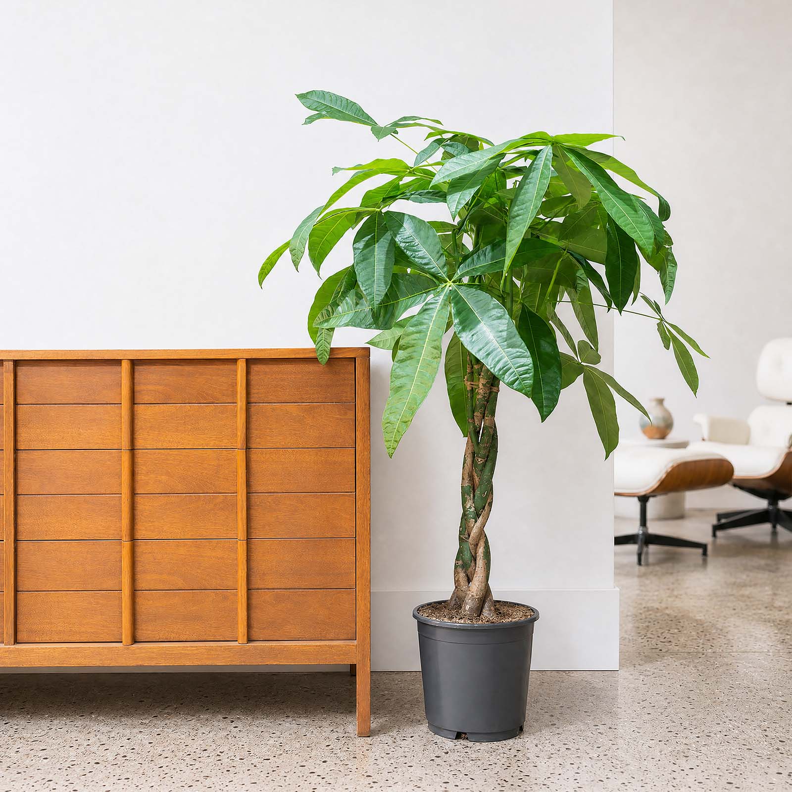 Money Tree | Pachira Aquatica | Care Guide and Pro Tips - Delivery from Toronto across Canada - JOMO Studio