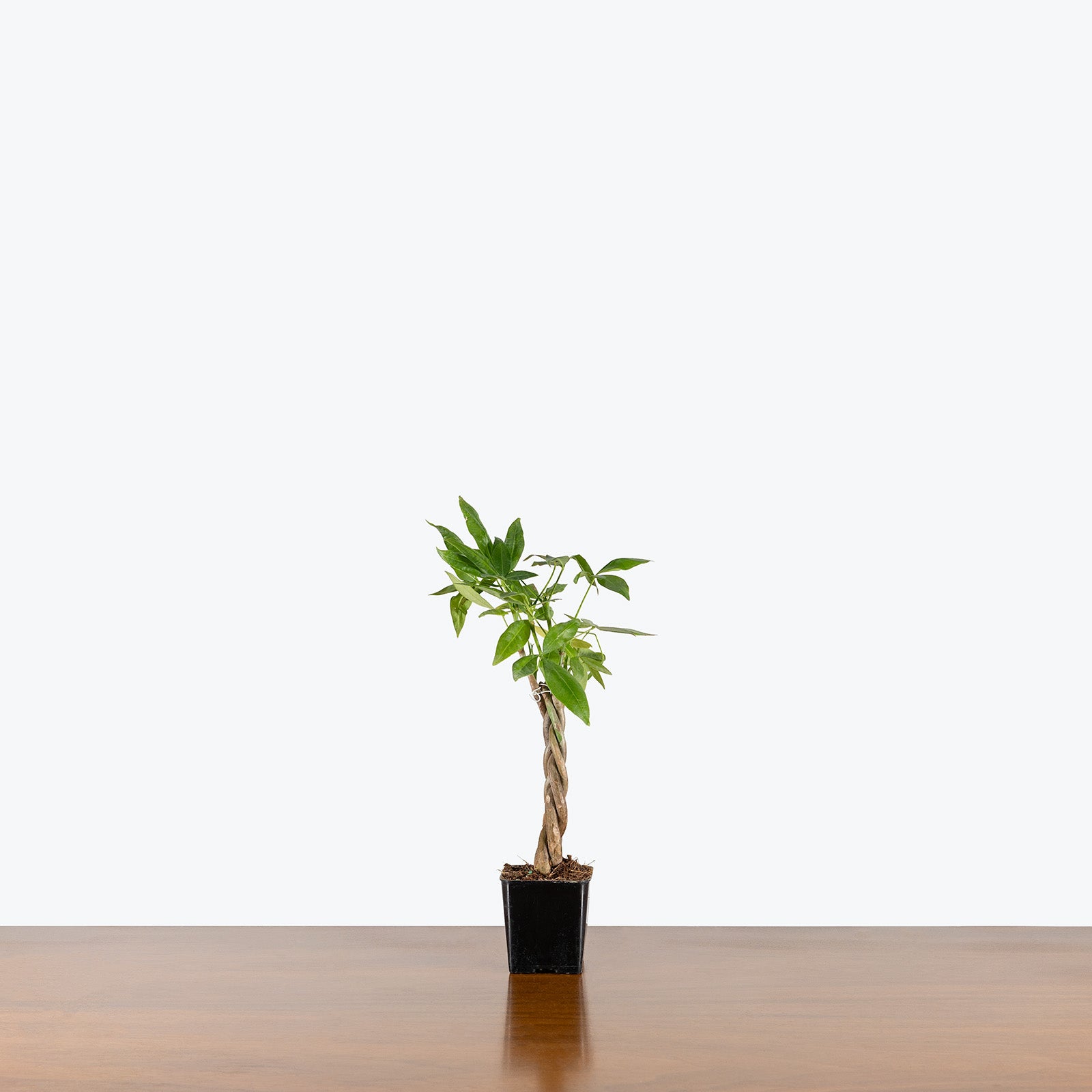 Money Tree | Pachira Aquatica | Care Guide and Pro Tips - Delivery from Toronto across Canada - JOMO Studio