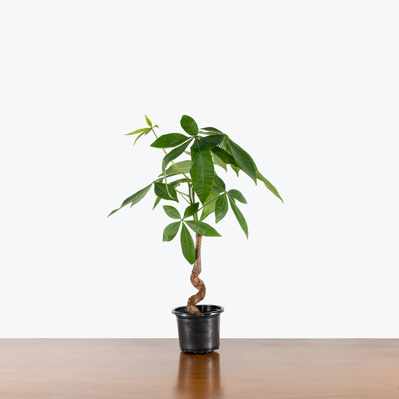 Money Tree | Pachira Aquatica | Care Guide and Pro Tips - Delivery from Toronto across Canada - JOMO Studio