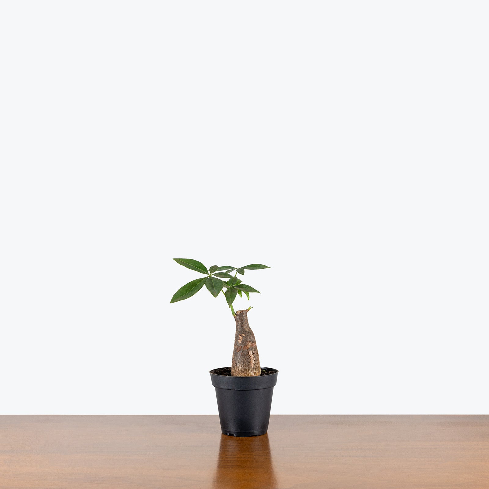 Money Tree | Pachira Aquatica | Care Guide and Pro Tips - Delivery from Toronto across Canada - JOMO Studio