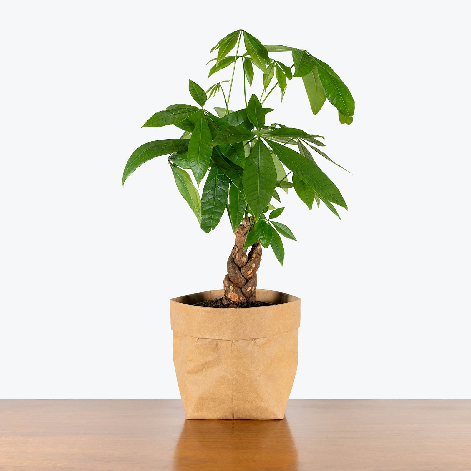 Money Tree | Pachira Aquatica | Care Guide and Pro Tips - Delivery from Toronto across Canada - JOMO Studio