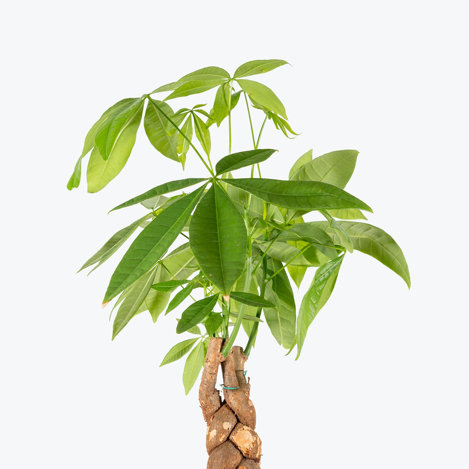 Money Tree | Pachira Aquatica | Care Guide and Pro Tips - Delivery from Toronto across Canada - JOMO Studio