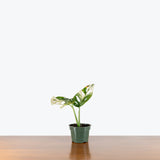 Monstera Adansonii Albo — 4" Pot (blemishes expected)