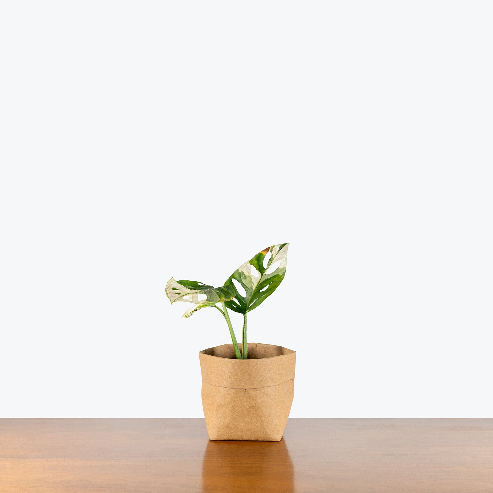 Monstera Adansonii Albo | Care Guide and Pro Tips - Delivery from Toronto across Canada - JOMO Studio
