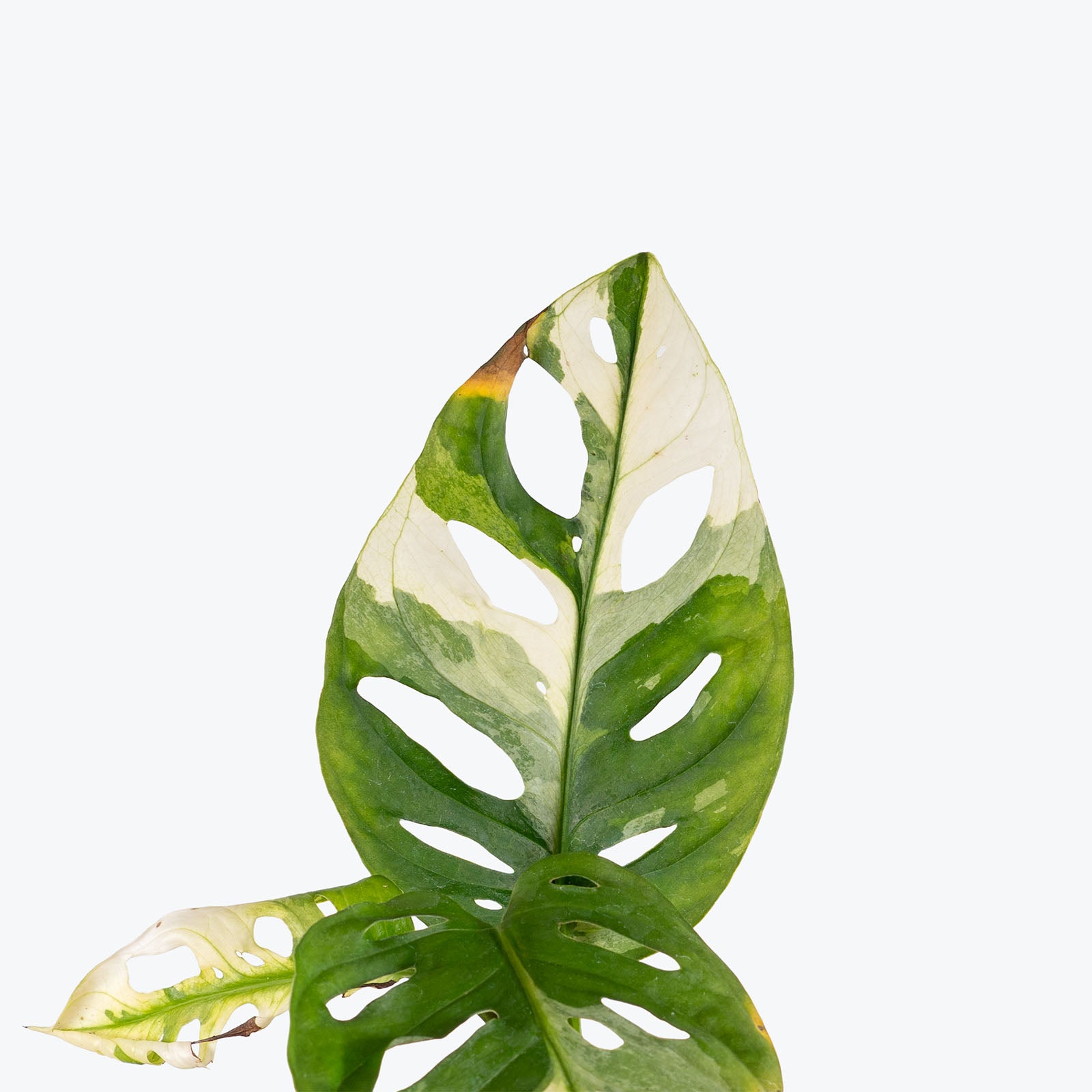 Monstera Adansonii Albo | Care Guide and Pro Tips - Delivery from Toronto across Canada - JOMO Studio