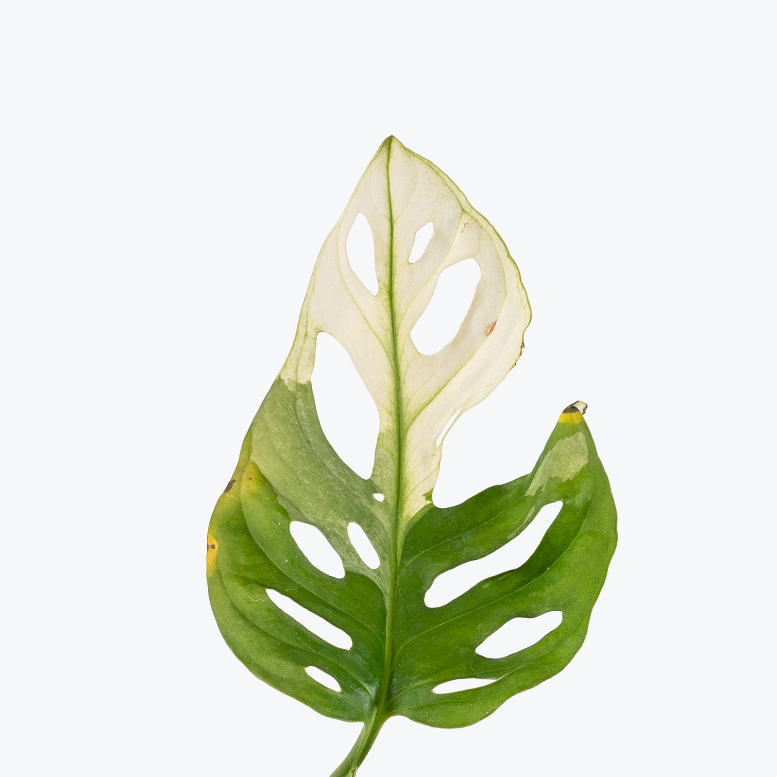 Monstera Adansonii Albo | Care Guide and Pro Tips - Delivery from Toronto across Canada - JOMO Studio