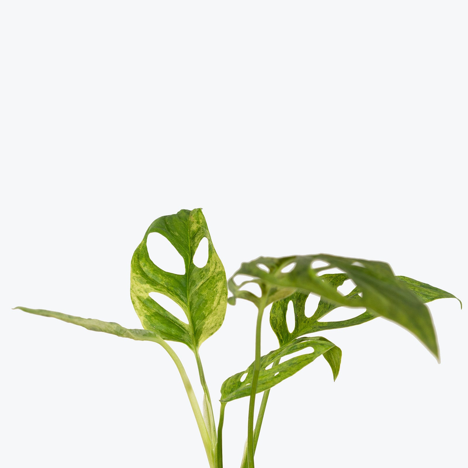 Monstera Adansonii Indo Mint | Care Guide and Pro Tips - Delivery from Toronto across Canada - JOMO Studio