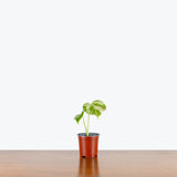 Monstera Albo - Monstera deliciosa 'Albo Borsigiana' - House Plants Delivery Toronto - JOMO Studio