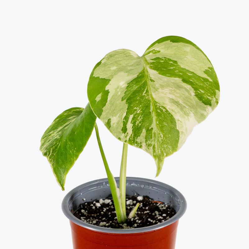 Monstera Albo - Monstera deliciosa 'Albo Borsigiana' - House Plants Delivery Toronto - JOMO Studio