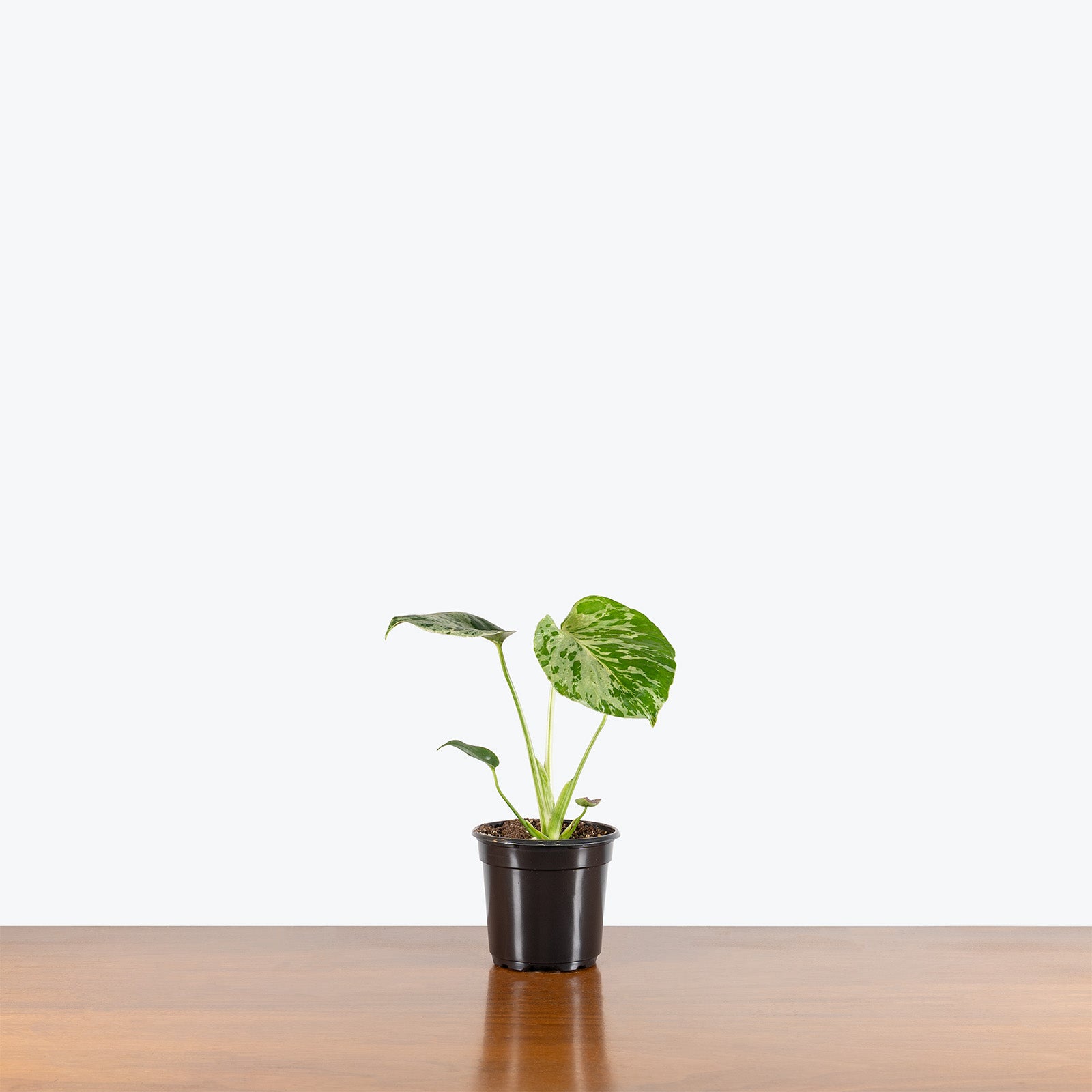 Monstera Bulbasaur | Care Guide and Pro Tips - Delivery from Toronto across Canada - JOMO Studio