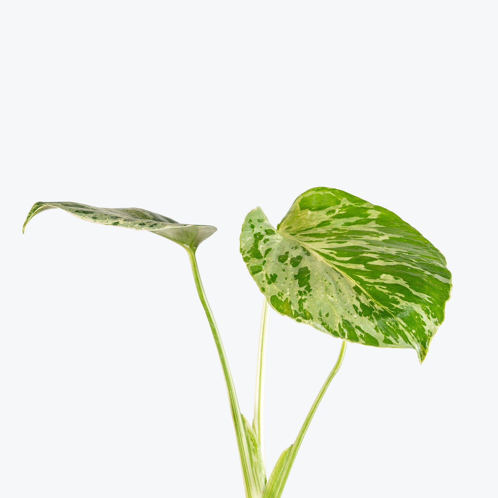 Monstera Bulbasaur | Care Guide and Pro Tips - Delivery from Toronto across Canada - JOMO Studio