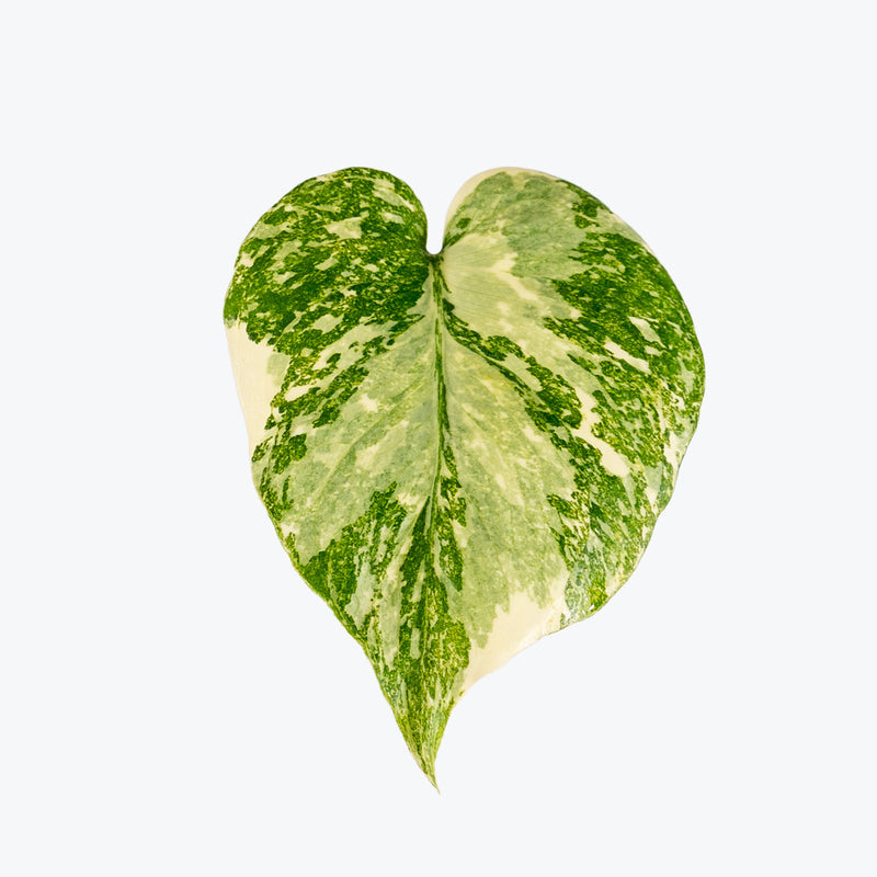 Monstera Creme Brulee | Care Guide and Pro Tips - Delivery from Toronto across Canada - JOMO Studio
