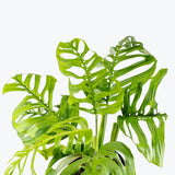Monstera Esqueleto - House Plants Delivery Toronto - JOMO Studio