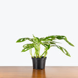 Monstera Esqueleto — 6" Pot (blemishes expected)