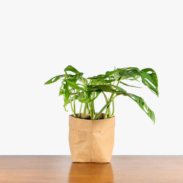 costa farms monstera esqueleto Monstera Esqueleto | Care Guide and Pro Tips - Delivery from Toronto across Canada