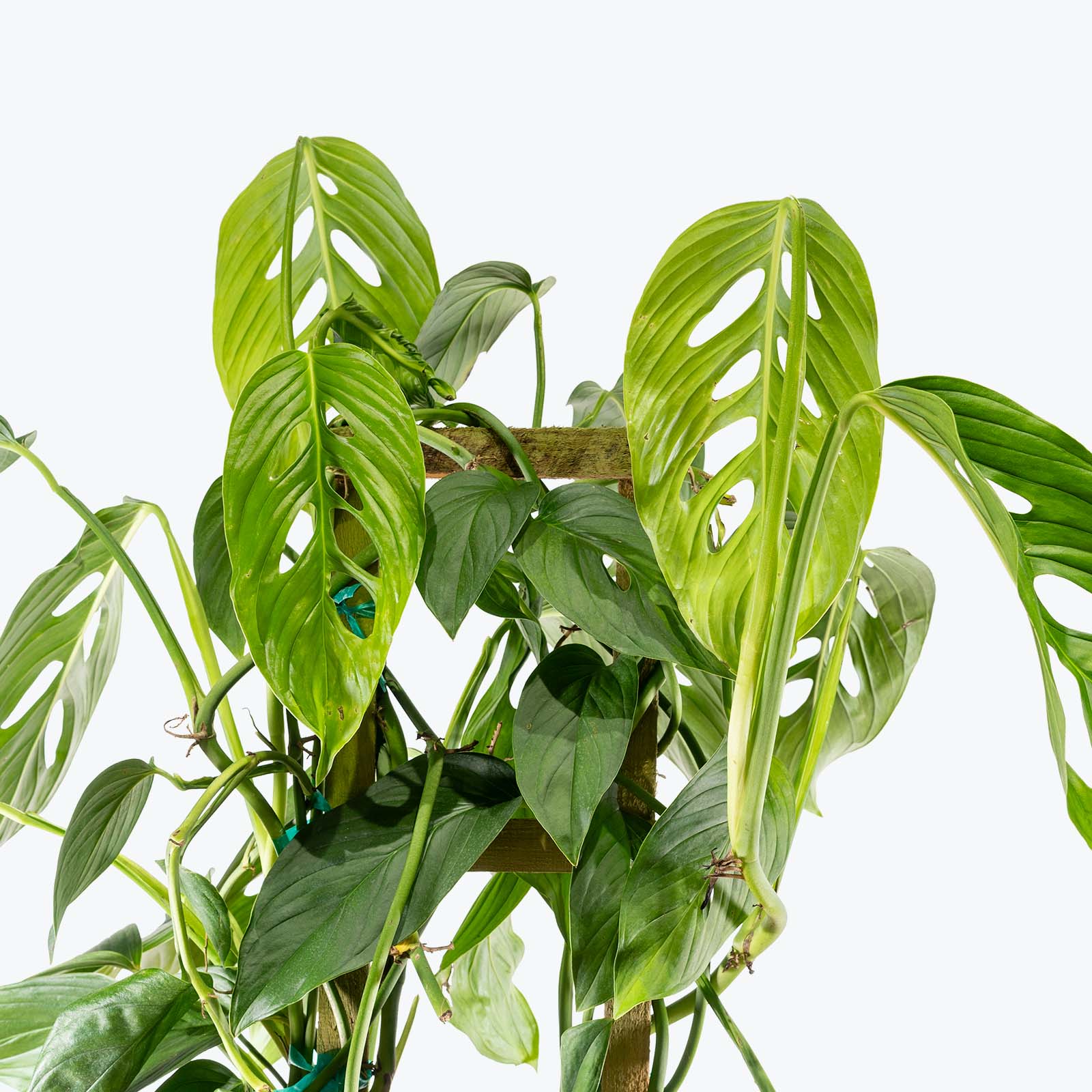 Monstera Lechleriana - House Plants Delivery Toronto - JOMO Studio