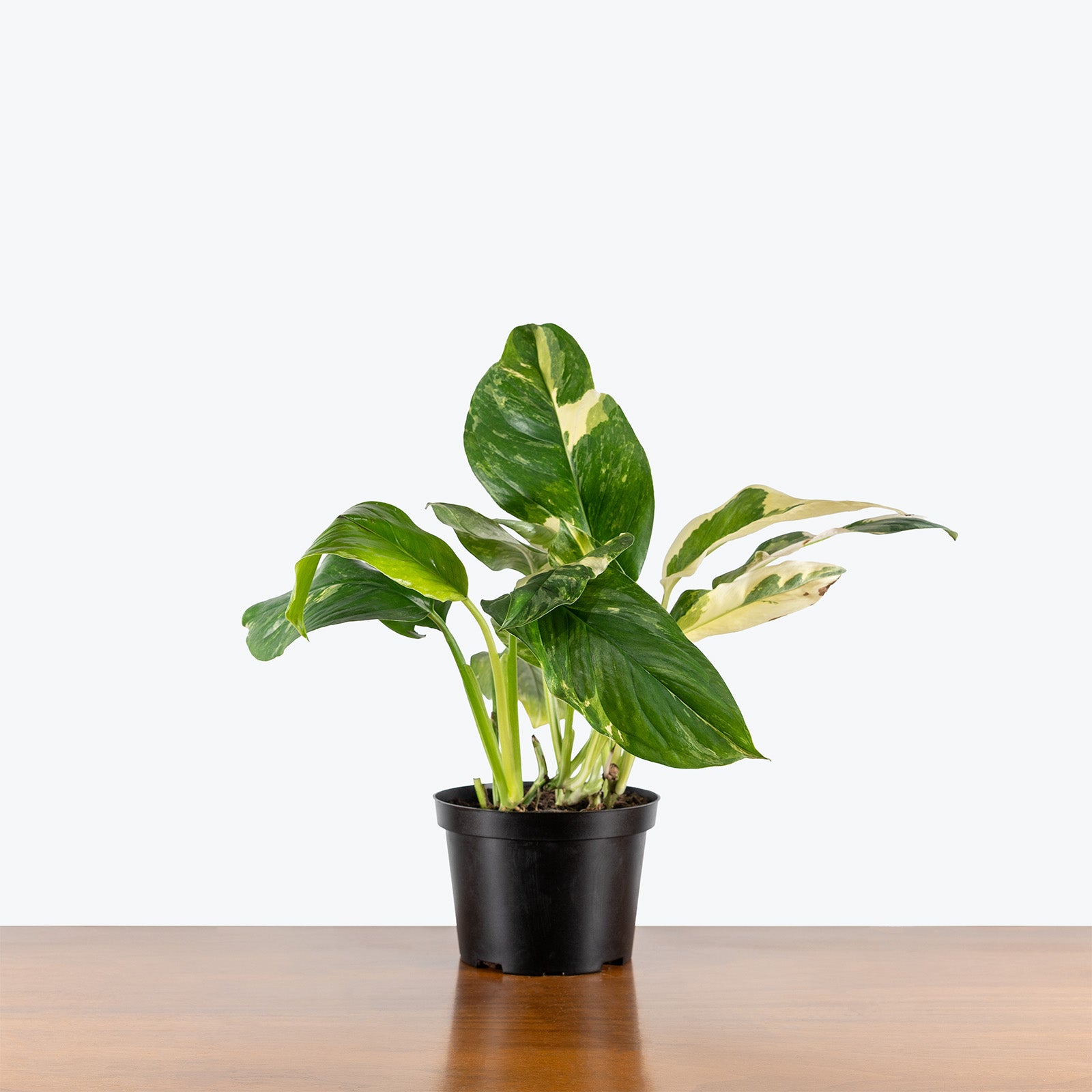 Monstera Lechleriana Variegated | Care Guide and Pro Tips