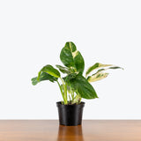 Monstera Lechleriana Variegated — 6" Pot