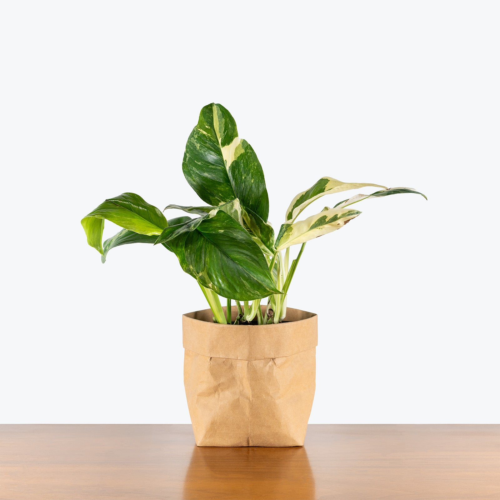 Monstera Lechleriana Variegated | Care Guide and Pro Tips - Delivery from Toronto across Canada - JOMO Studio