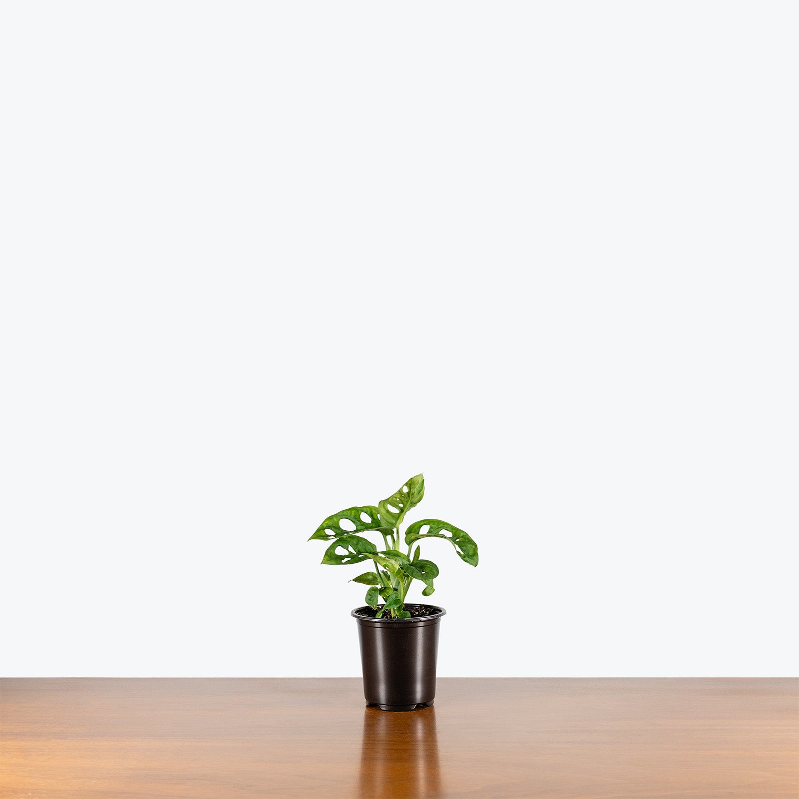 Monstera Monkey Mask | Care Guide and Pro Tips - Delivery from Toronto across Canada - JOMO Studio