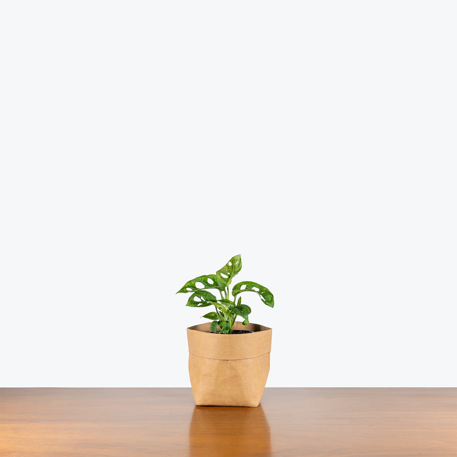 Monstera Monkey Mask | Care Guide and Pro Tips - Delivery from Toronto across Canada - JOMO Studio