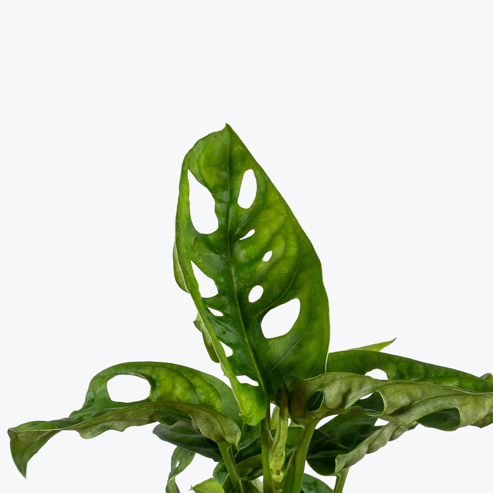 Monstera Monkey Mask | Care Guide and Pro Tips - Delivery from Toronto across Canada - JOMO Studio