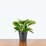 Monstera Siam — 6" Pot