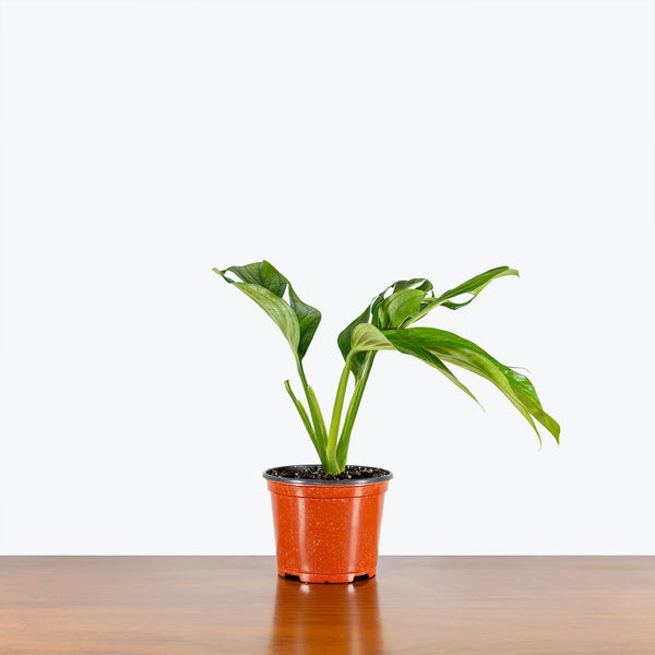 Monstera Siam | Monstera pinnatipartita | Care Guide and Pro Tips -  Delivery from Toronto across Canada