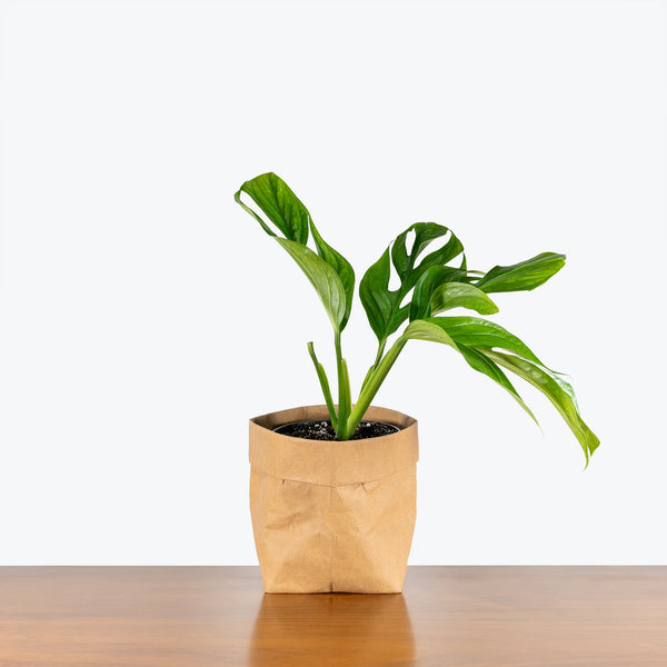 Peace Lily in Elliptic Ceramic Pot
